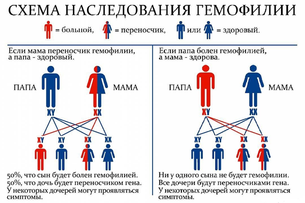 skhema nasledovania gemofilii